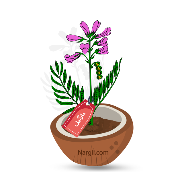  Nargil - Common Snapdragon